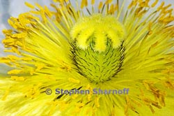 iceland poppy thumbnail graphic